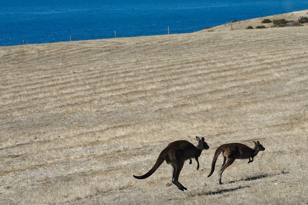 Two kangaroos hopping near Oceanview Eco Villas in Australia.